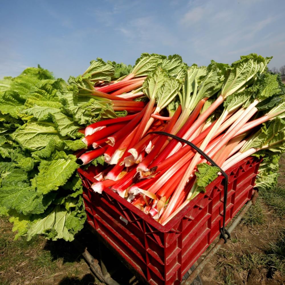 5 L Size Rhubarb Plants for Planting, Fast-Growing Rhubarb Crowns Root Division Plant, High Yield, Rich Flavor, Red Stalks