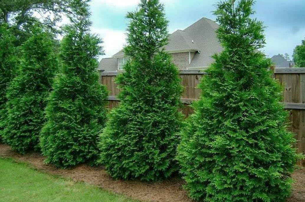 Live Plant - 15 Thuja Green Giant Arborvitae Trees - 6-12" Tall - Live Plants - 2.5" Pots