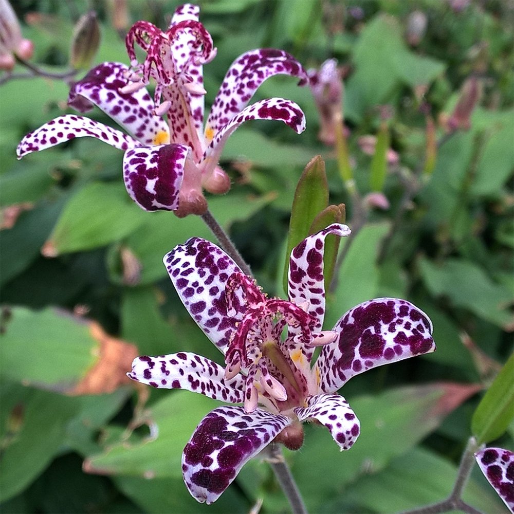 Raspberry Mousee Toad Lily (Hardy Japanese Lily) 1/pkg