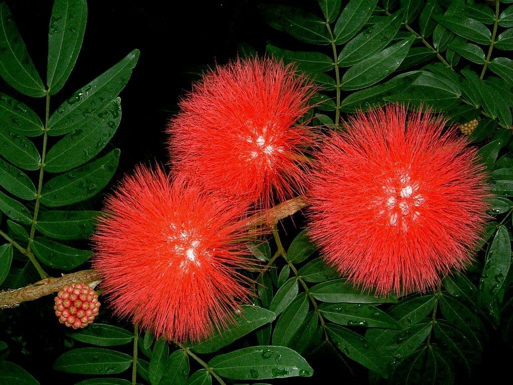 Live Plant - RED Dwarf Powder PUFFStarter PlantCalliandra HaematocephalaHummingbird Heaven
