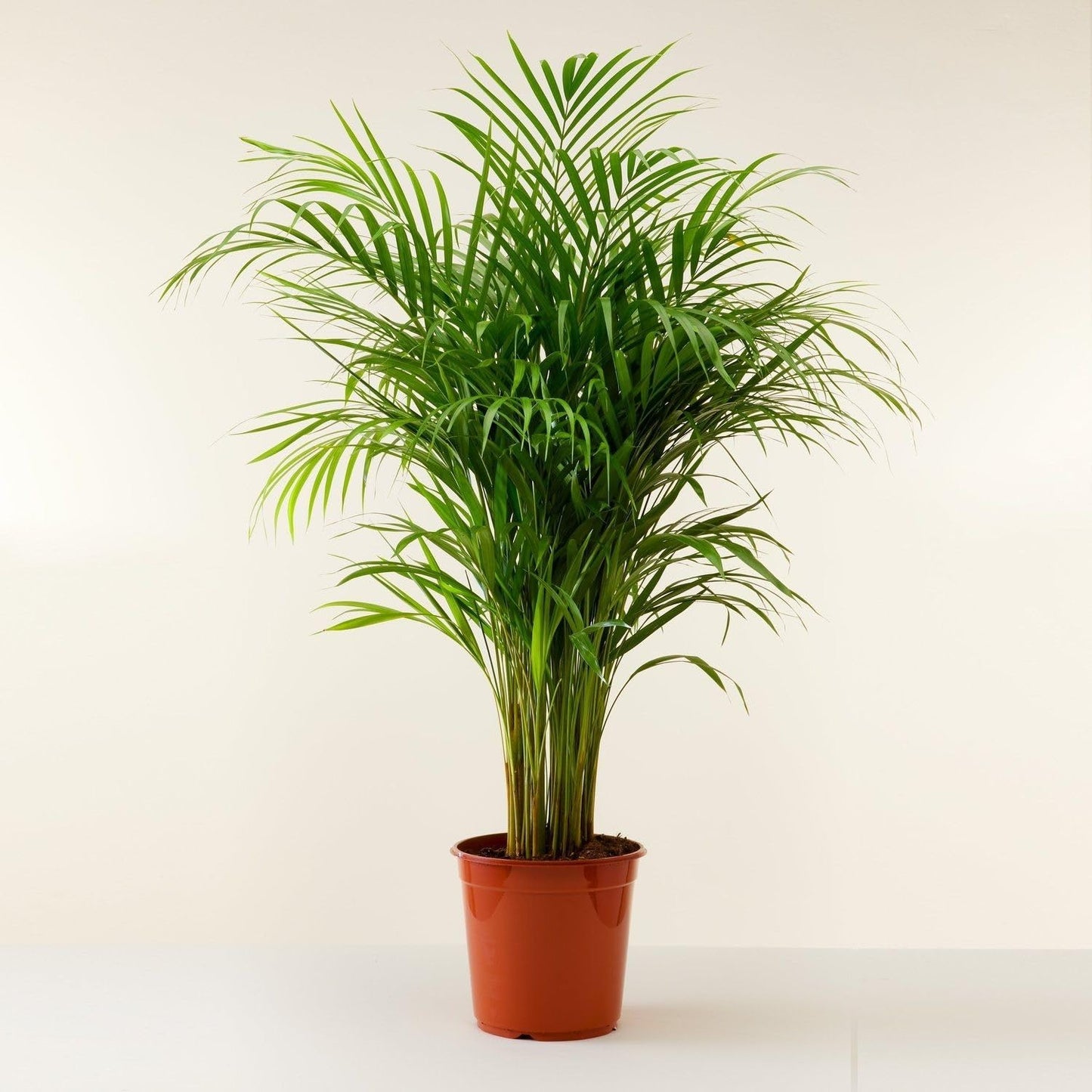 Palm 'Parlor' | Live Plant for Indoor & Outdoor | for Living Room, Office, Bathroom | (6" Pot)