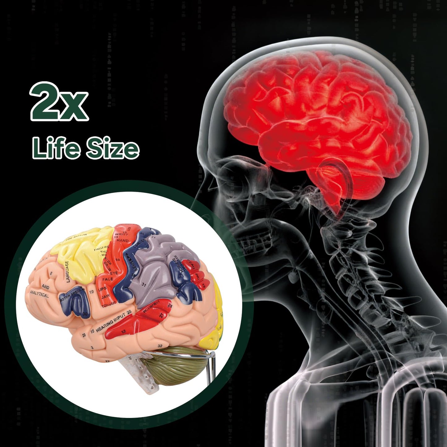 Human Brain Model for Neuroscience, Brain Model Labeled with Study Guide, Anatomy Model for Science Education Study Display