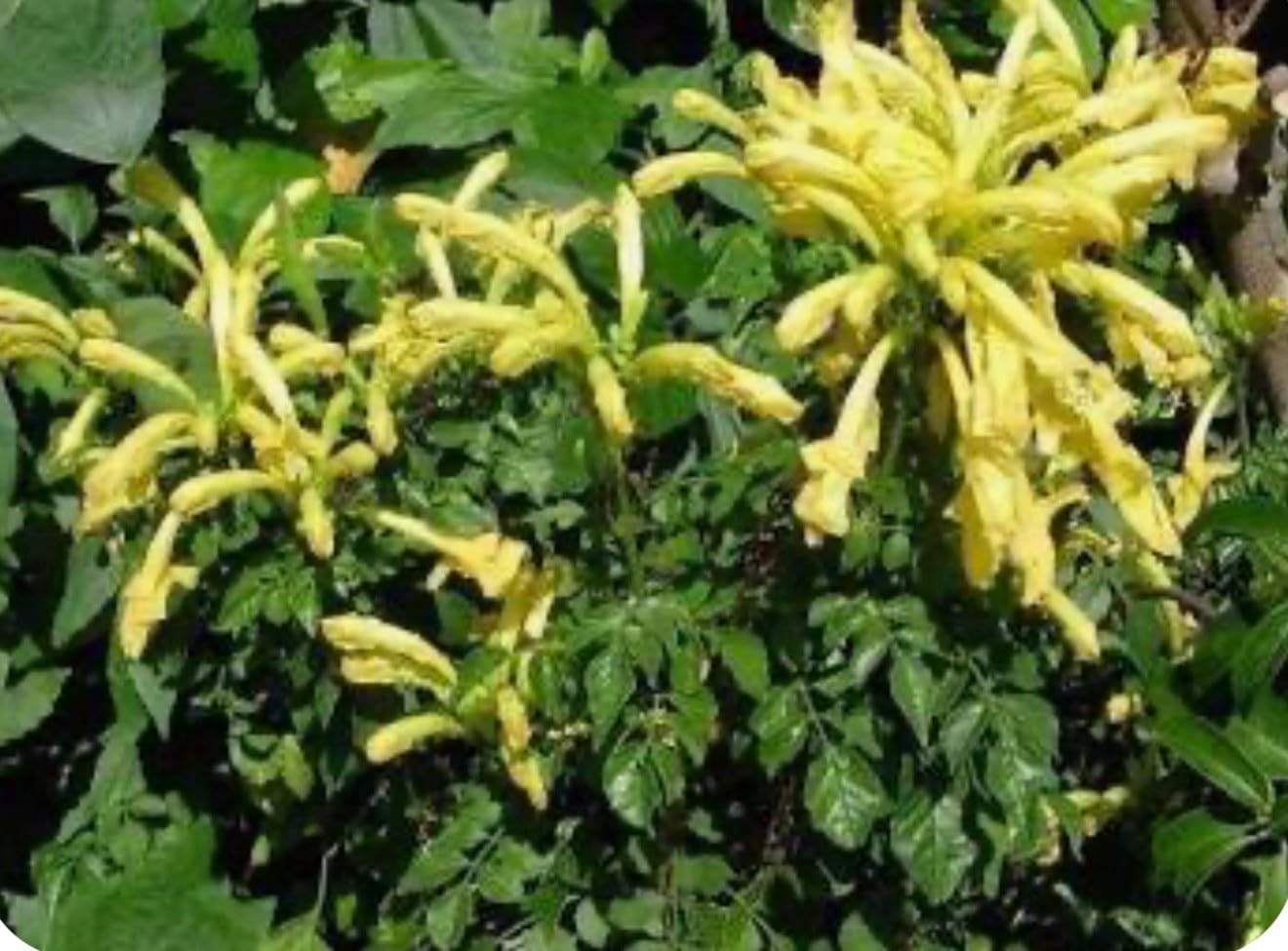 Live Plant - Cape Town Yellow Tecomariasmall Rooted Starter Planthummingbird Heaven