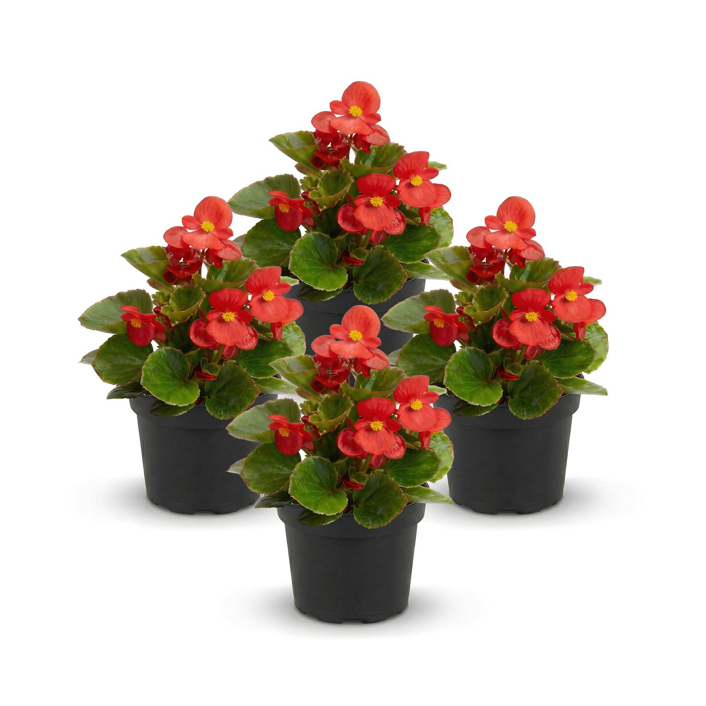 Live Begonia - Dark Leaf Cocktail Red (4 Per Pack), Beautiful Shade Annual, Ships 8" Tall by 4" Wide in 1 Pt Pot