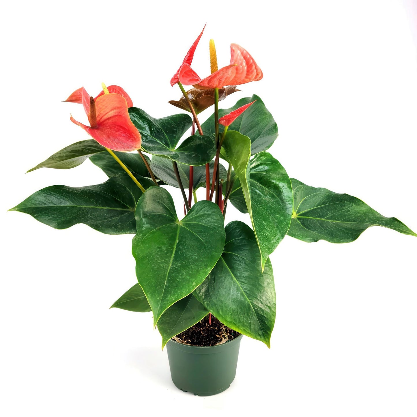 Lace Leaf Anthurium aren't You Orange Plant - Compact Anthuriums Live Plants for Indoors & Outdoors - Versatile & Adaptable Anthurium Flowering Plants - Ideal for Tabletops, Desks, and Indoor Spaces