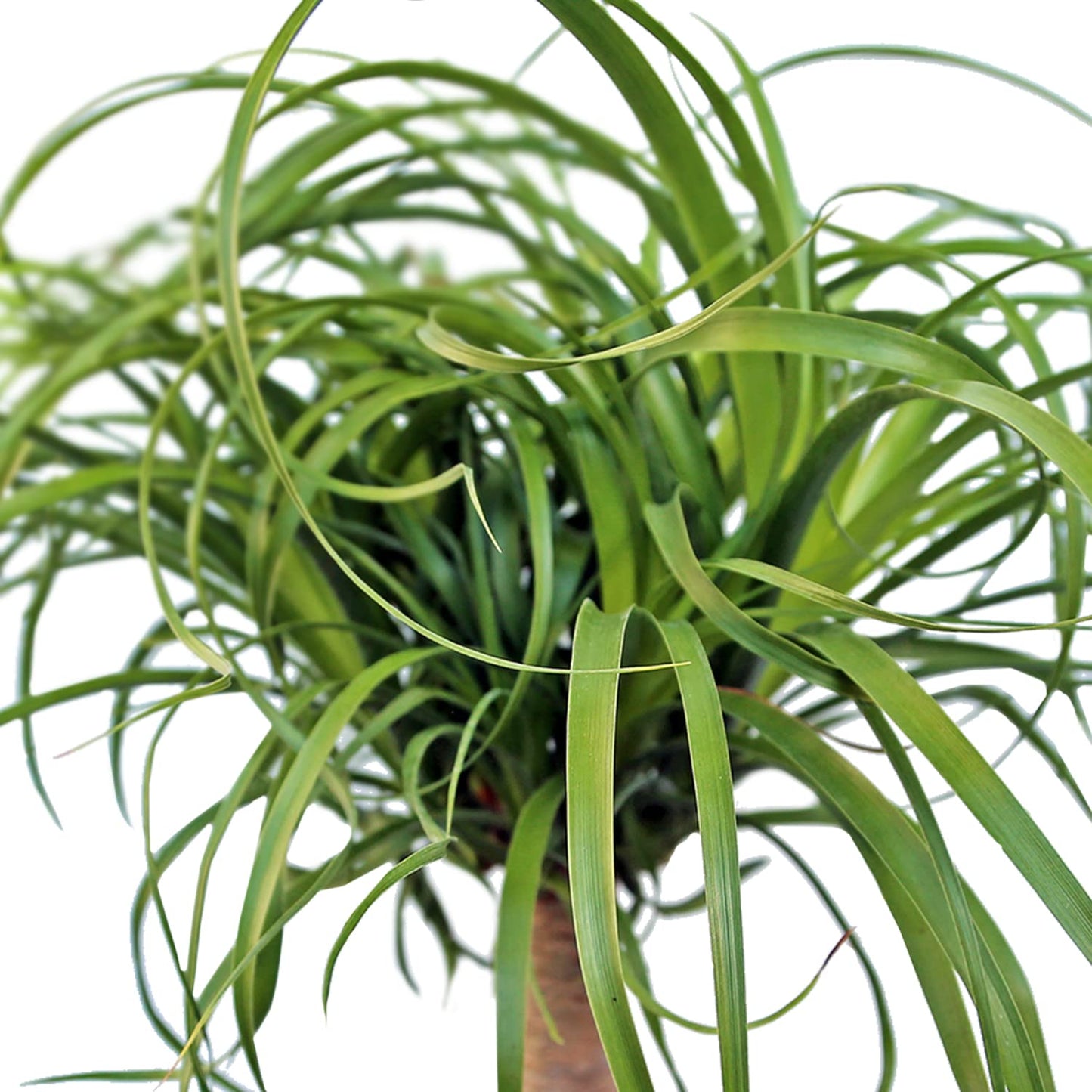 Live Ponytail Palm, Bottle Palm, Elephant Foot Tree, Rare Houseplant, Palm Tree Indoor Potted Plant, Birthday Gift, Housewarming Gift, Christmas Gift in 6" Pot
