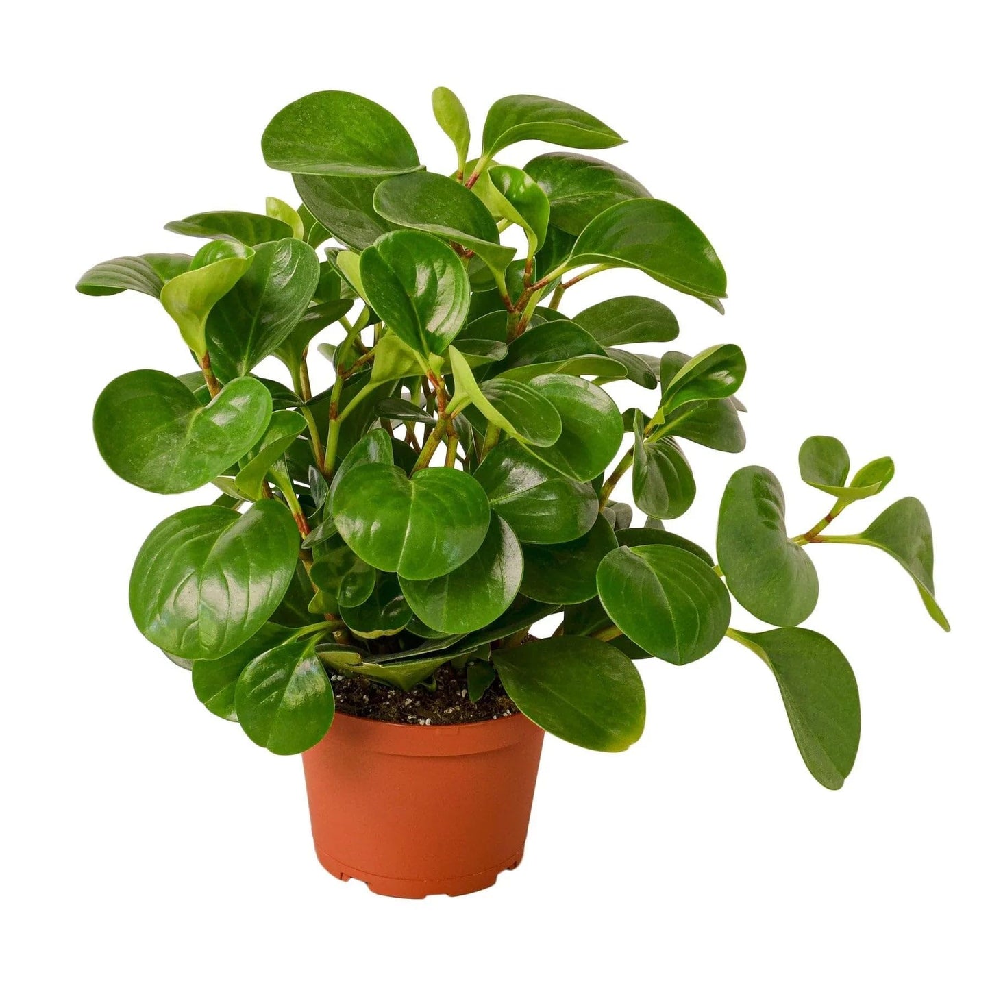 Peperomia Thailand | Live Plant for Indoor & Outdoor | for Living Room, Office, Bathroom | (3" Pot)