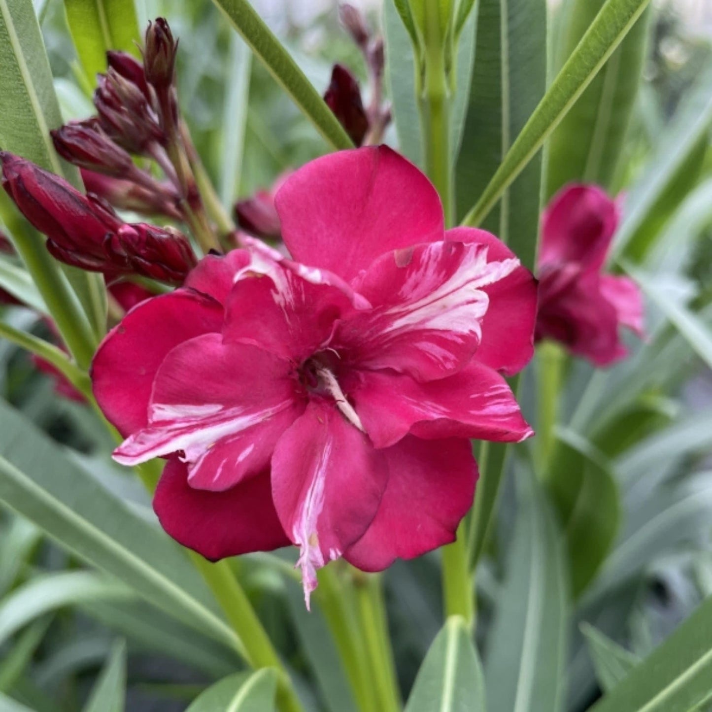 Proven Winners Ol! Bicolor Red Oleander (Nerium Oleander) Live Plant, 4.5" Qt, 4 Pack