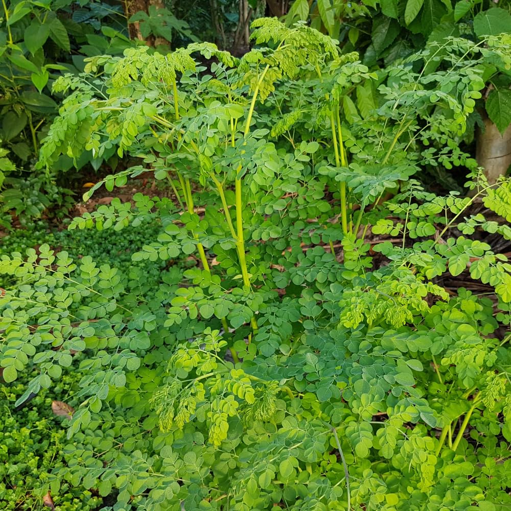 Dwarf Moringa Tree Plant Live, Moringa Oleifera Tree, Malunggay Plant Live for Planting, Drumstick Malunggay Live, in 4" Pot