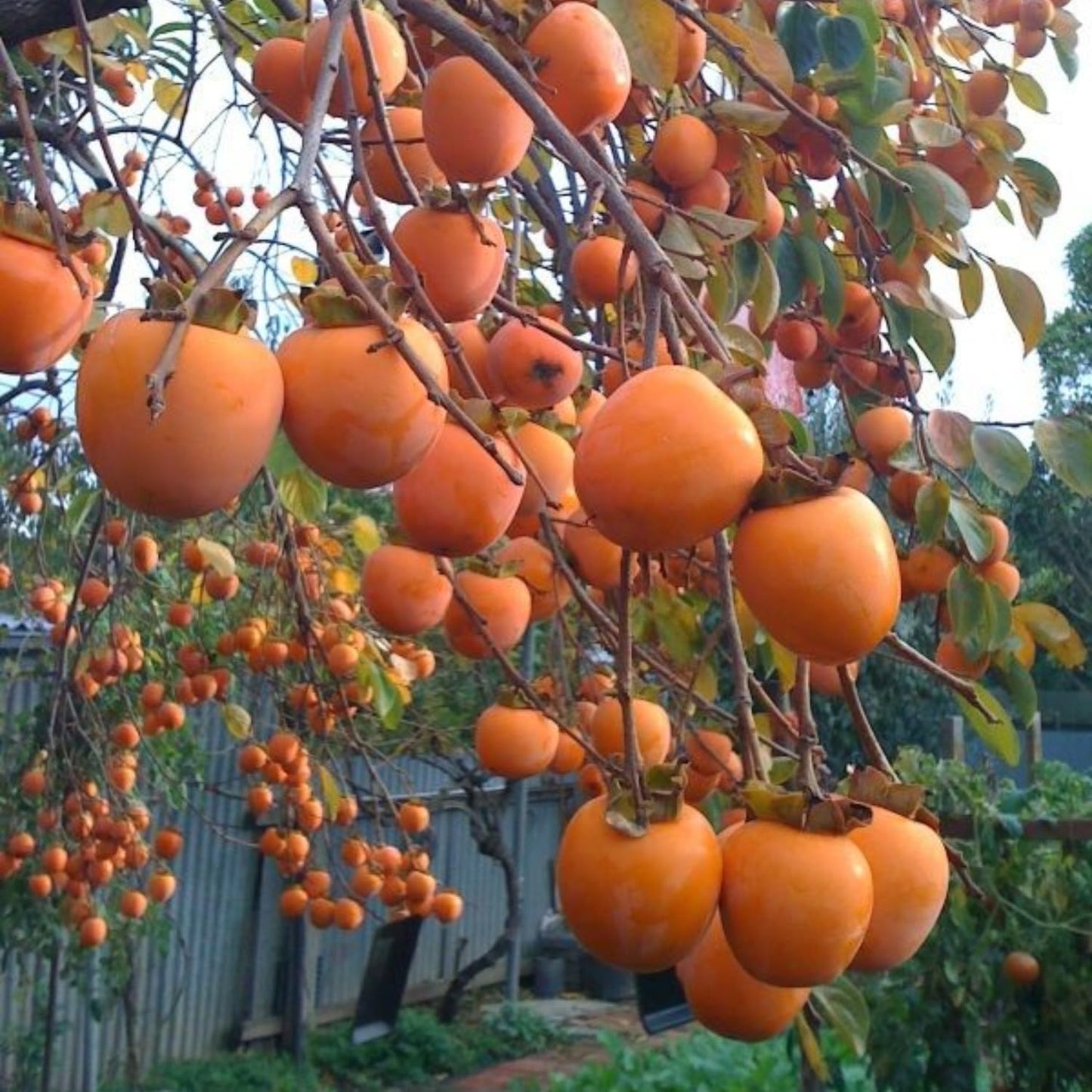 Persimmon Tree Live Plant in Quart Pot, 8-12 Inch Live Persimmon Plant, Cold Hardy Fruit Plants for Home Garden Planting