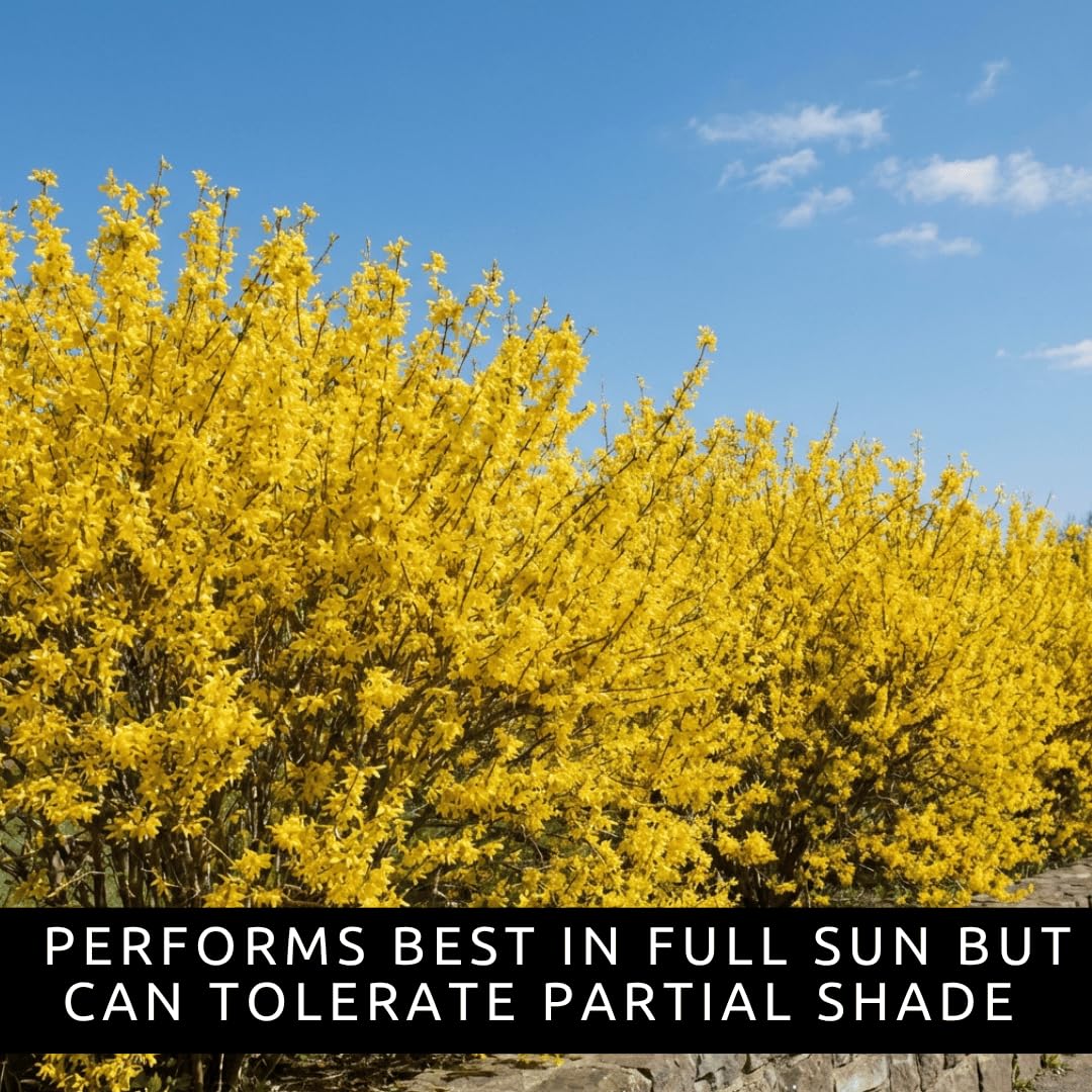 Live Forsythia Lynwood Gold Plants (3-Pack) – Fast Growing Yellow Flowering Shrubs – Hardy Spring Bloom Landscape Bushes – Outdoor Hedge & Border Plants
