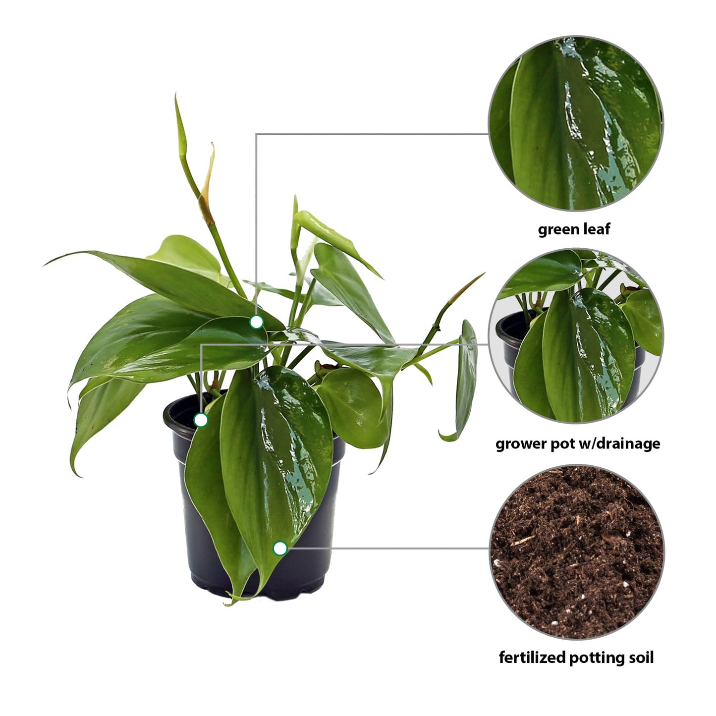 4 Pack Live Heartleaf Green Philodendron, Philodendron Hederaceum, Indoor Potted Vine Houseplant, Christmas Gift, Office Plant, Trailing Gardening Gift, Birthday Gift in 4" Pot