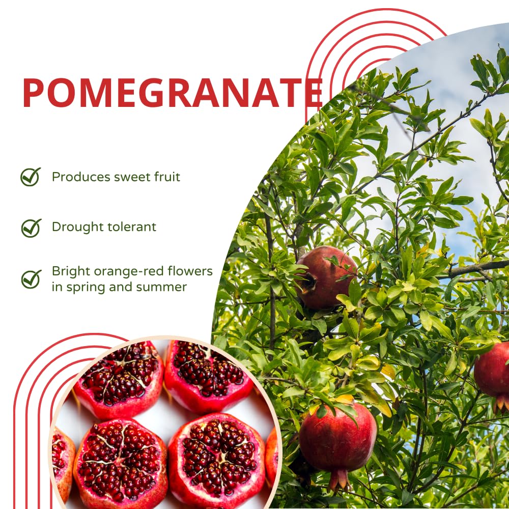 Pomegranate Tree Live Plant, Pomegranate Plant, Well Rooted 2 Feet Tall, Sweet Fruit Tree for Patio and Garden, No Ship to CA