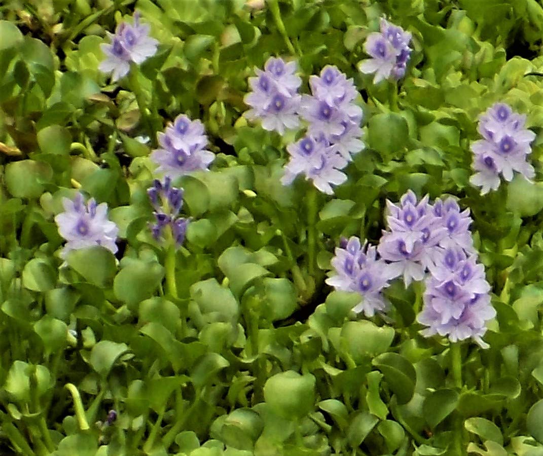 Water Hyacinths Floating Water Garden Plants (12 live plants)