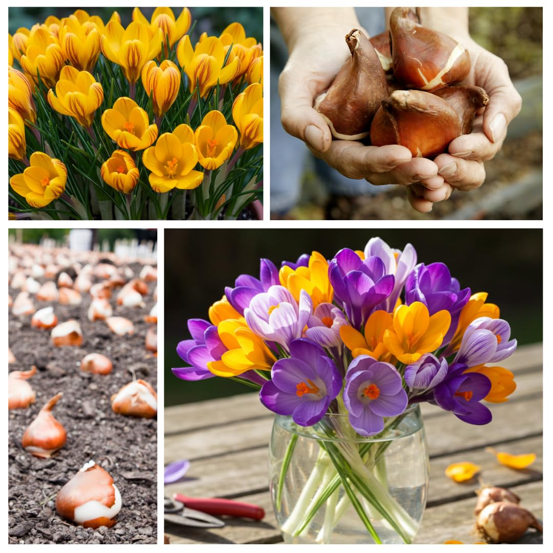 Colorful Crocus Blend Bulbs for Planting - Stunning Early Spring Blooms (50 Bulbs)