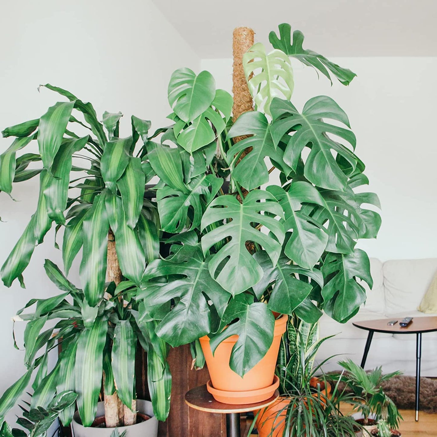 【2 Pack】 JJGoo Moss Pole, 2 Coco Coir Totem Poles Extending to 29 Inches, Plant Support Stick for Indoor Plants Climbing Plants Monstera, Sphagnum, Pothos