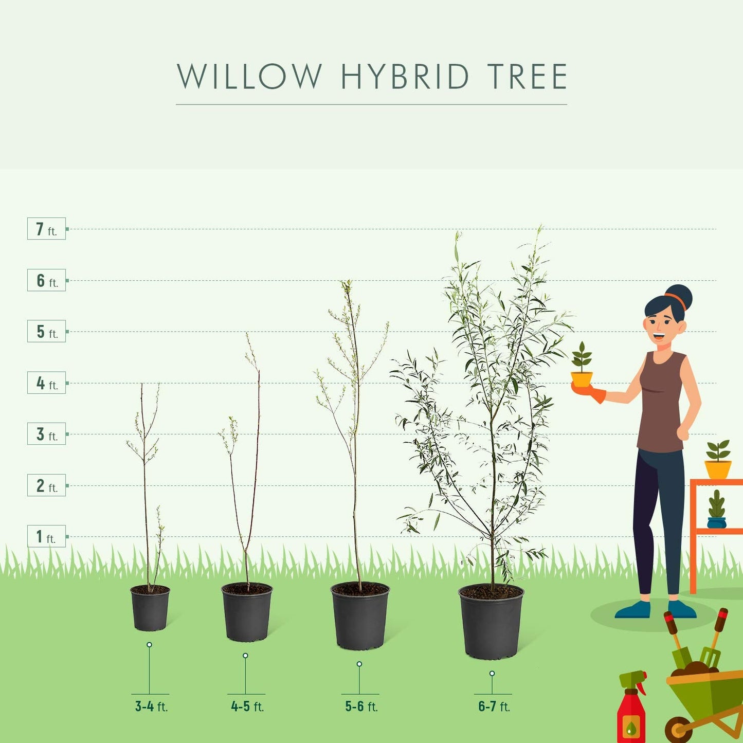 Brighter Blooms - Willow Hybrid Tree, 3-4 ft. - No Shipping to AK, AZ, HI