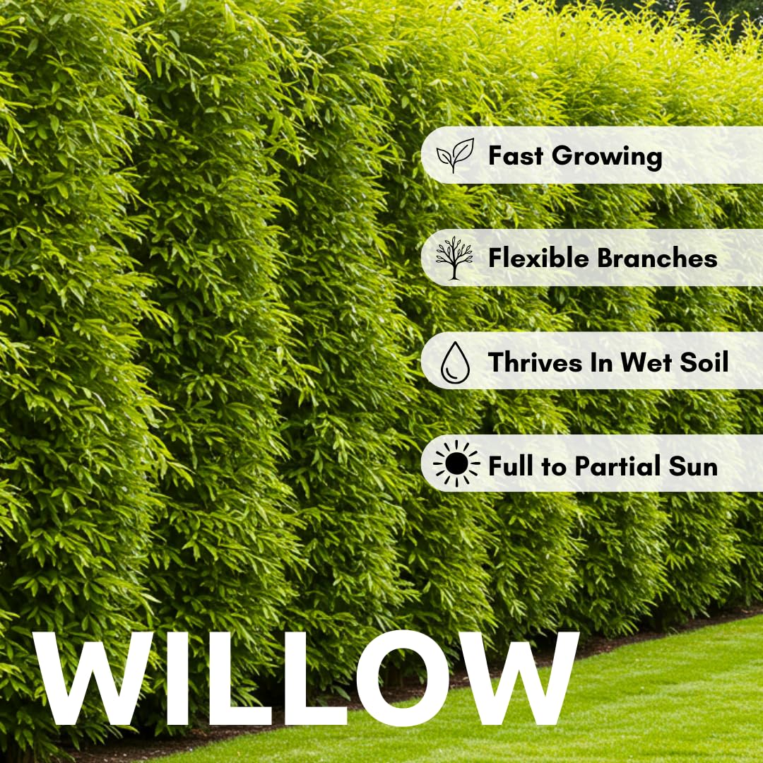 50 Hybrid Willow Tree Cuttings to Grow - Fastest Growing Tree in The World - Fast Privacy Hedge, Shade Trees - Grow Aussie Willow Trees