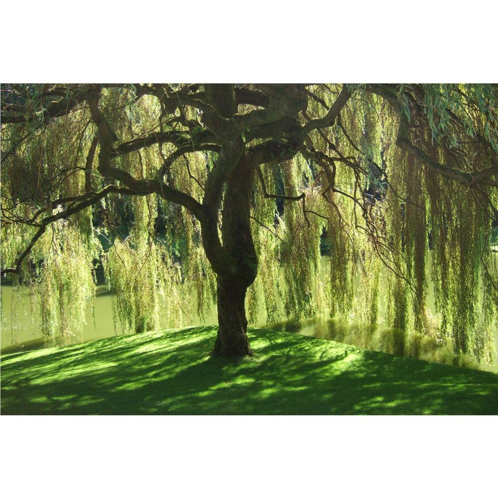 Weeping Willow - 1 Gallon Established Potted Plant - Salix babylonica, Fast Growing Tree, Shade Tree,