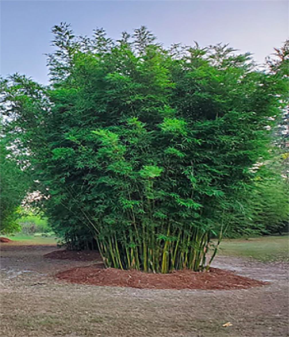 Non-Invasive Clumping Giant Bamboo Seed - Approximately 20 Seeds - Male or Solid Bamboo - Growing Instructions Will be Included