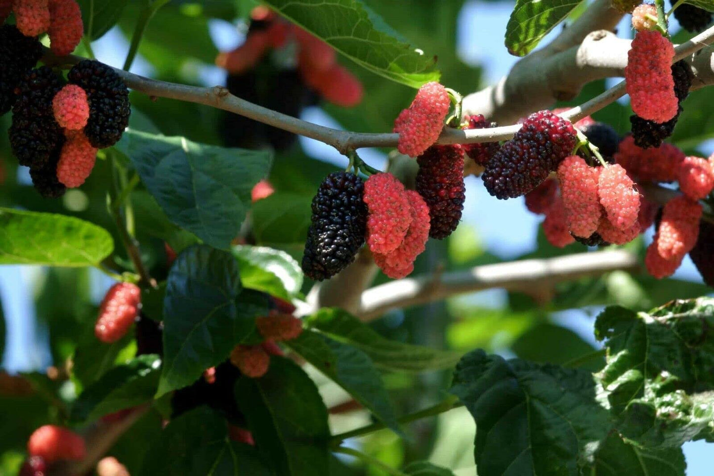Illinois Everbearing Mulberry Tree Live Plant | Starter Plant Morus rubra Cold Hardy