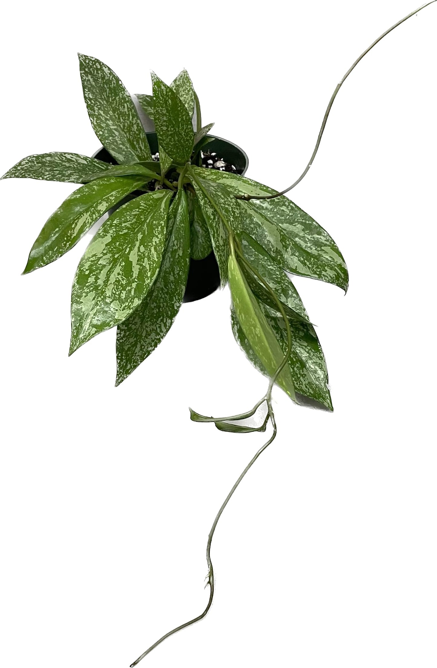 Hoya Publicalyx Splash Red Button - Air Purifying Features - Pet Friendly - Hoya Plants Live Houseplants - Wax Plant (3-4 Plants, 4" Pot)