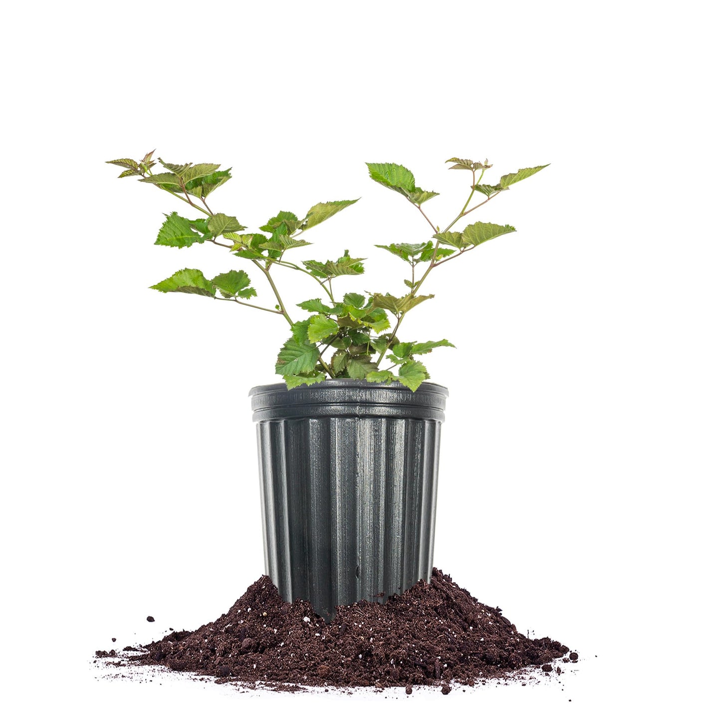 Perfect Plants Chester BlackBerry Bush 1 Gallon | Live Fruit Plant | Lush Sweet Berries