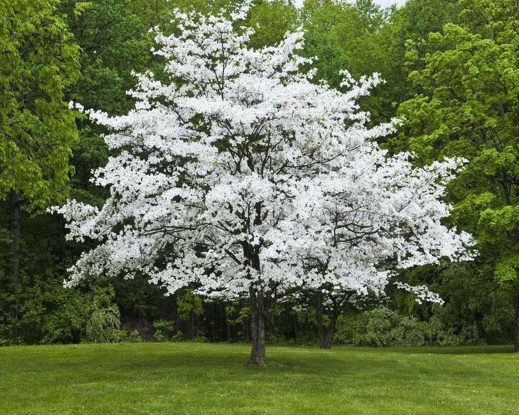 Live Plant - 2 White Flowering Dogwood Trees - Live Potted Plants - 10-16" Tall - Quart Pot