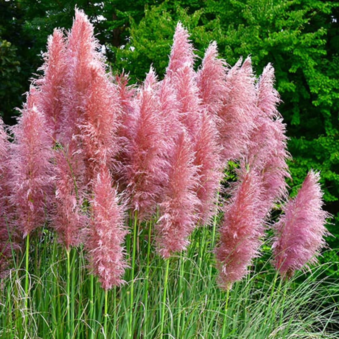 Ornamental Grass Seedlings Live Plant, Fully Rooted Pruned Back to 5 to 9 Inc in Tall Grasses Live Plants Perennial (Pink Pampas)