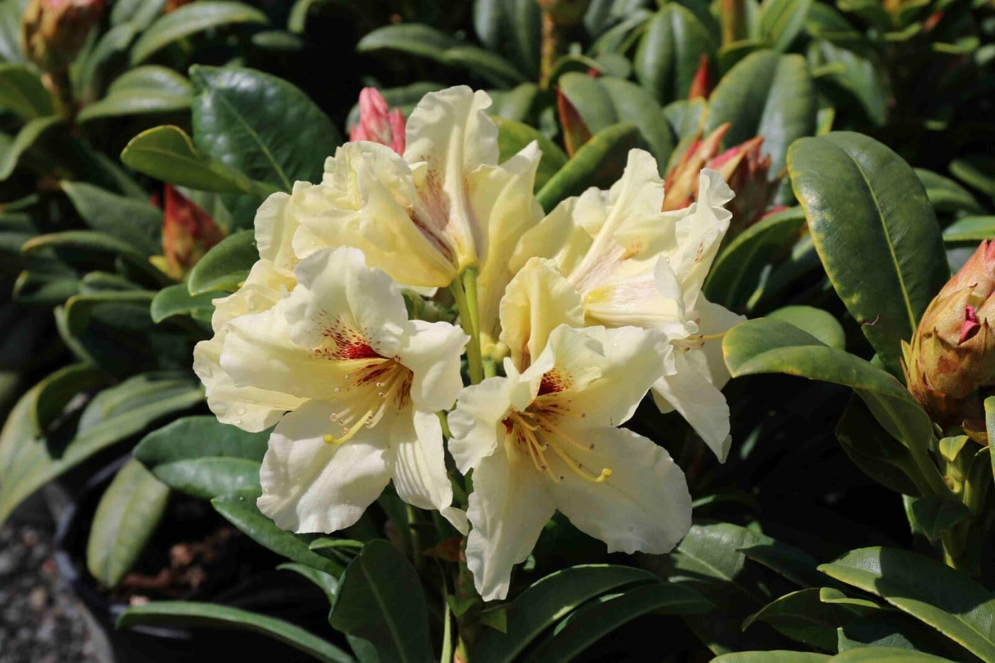 Live Plant - HOLDEN'S Solar Flair RhododendronWell Rooted Starter Plant