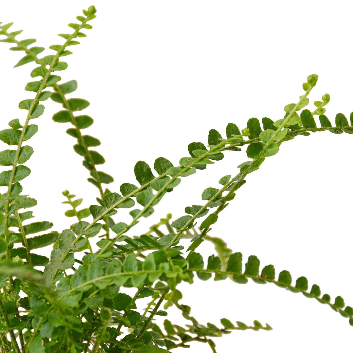 Fern 'Lemon Button' | Live Plant for Indoor & Outdoor | for Living Room, Office, Bathroom | (4" Pot, White Cylinder)