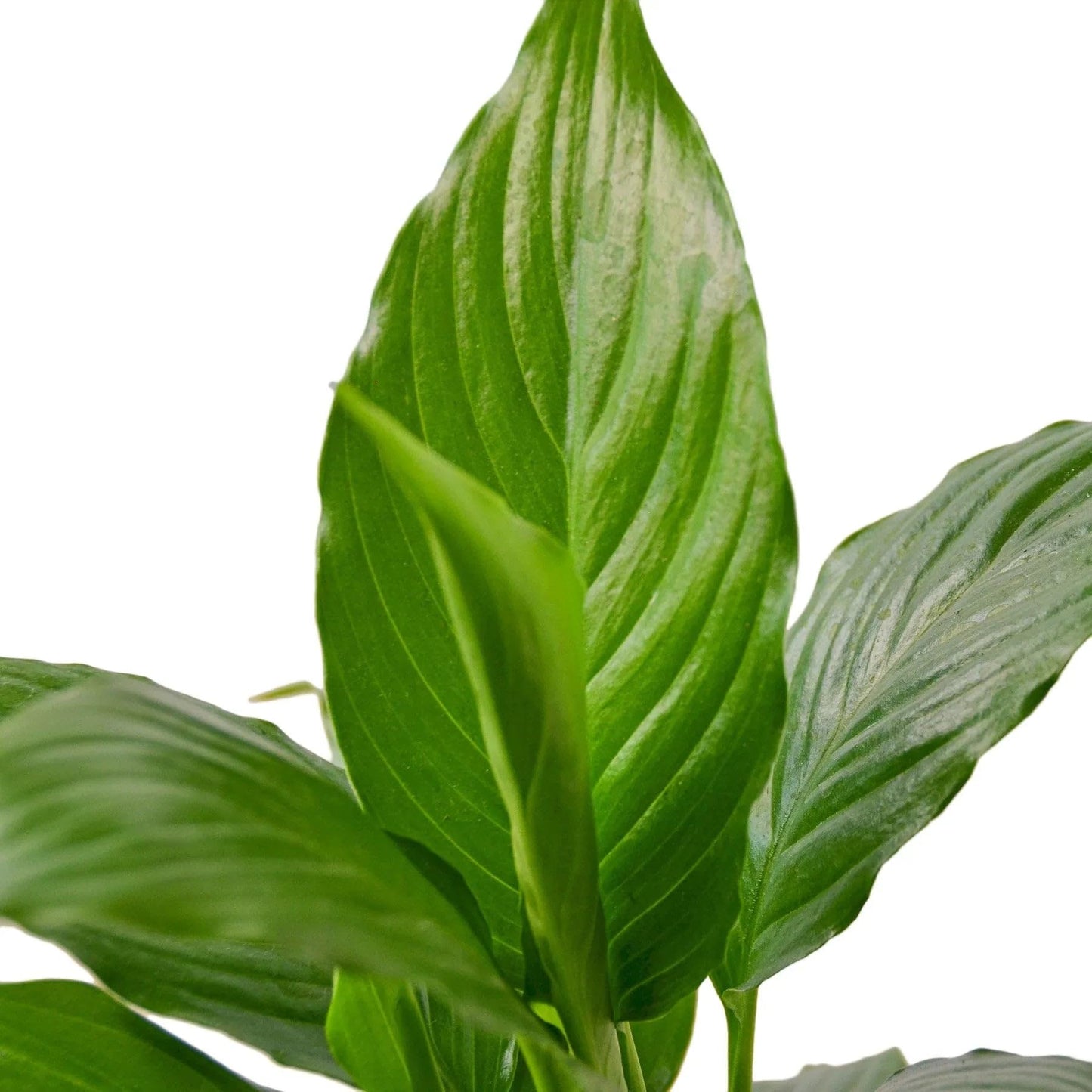 Spathiphyllum 'Peace Lily' | Live Plant for Indoor & Outdoor | for Living Room, Office, Bathroom | (3" Pot)