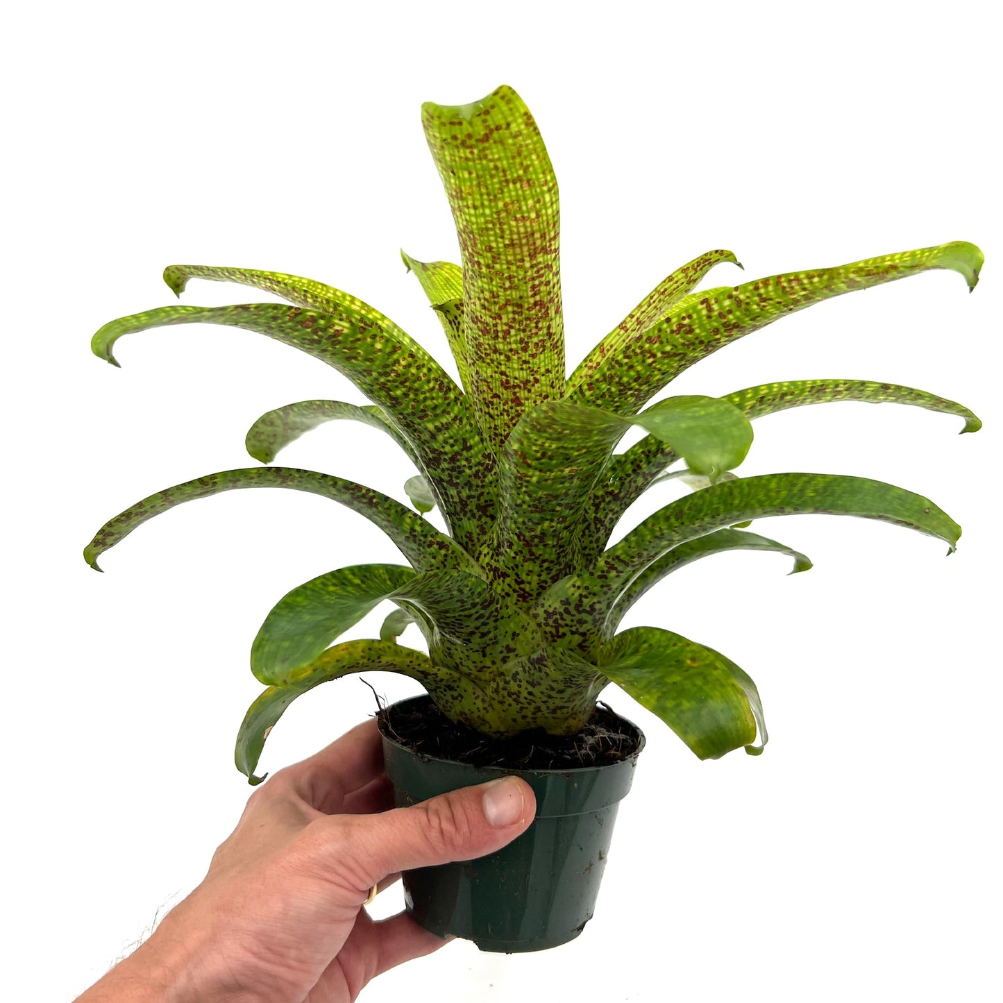 ragnaroc Live Plants – Bromeliad Vrisea Fenestralis, 4-8" in 4" Pot - 1ct - Live Arrival Guaranteed - House Plants for Home Decor & Gift