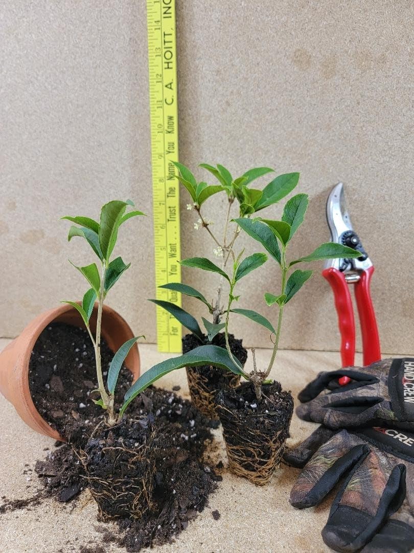 Live Plant - Fudingzhu Fragrant Tea Olive (Osmanthus) - Starter Plant