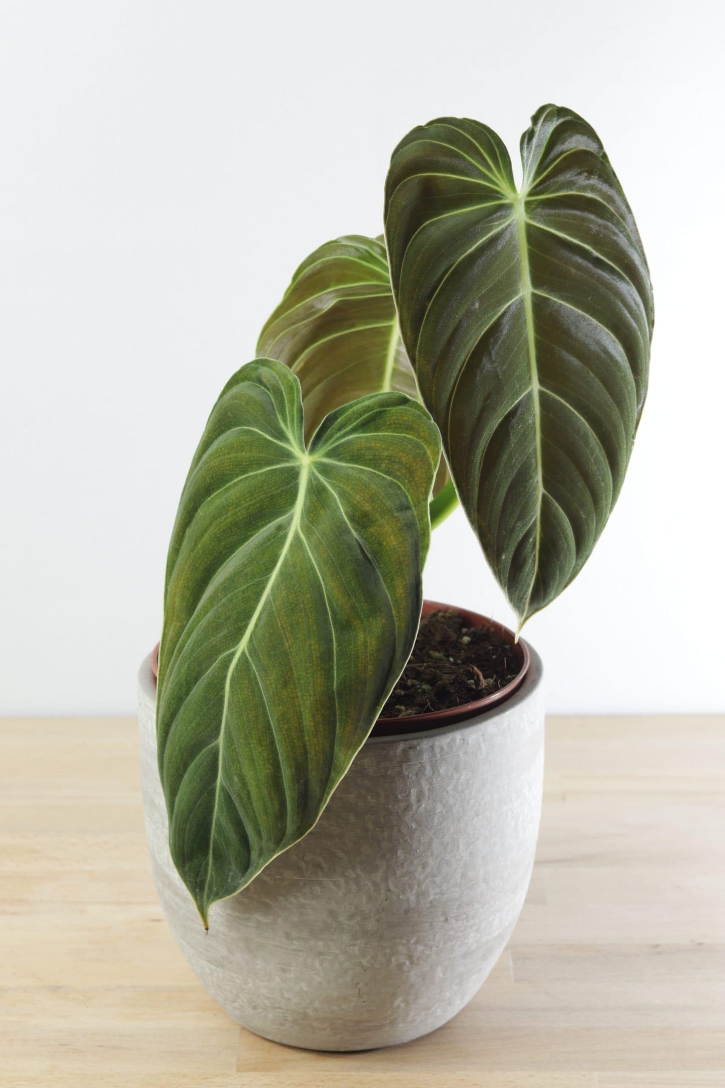 Variegated Philodendron Live Plant, Rare Indoor Houseplant Live Well Rooted 5-7 Inches, Container Growing, Home Office Decor (Giant Leaves Philodendron)