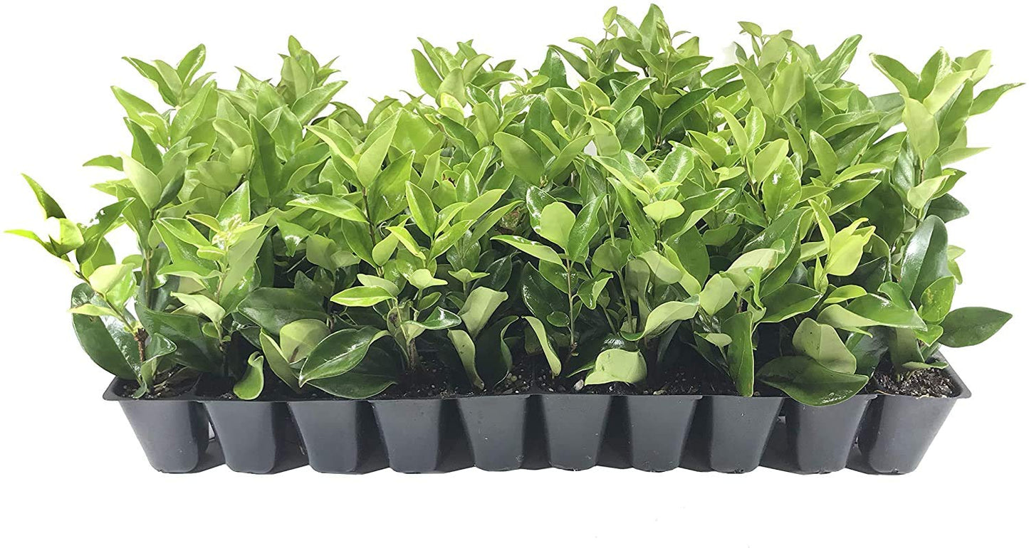 Ligustrum Waxleaf Privet - 10 Live Plants - Evergreen Privacy Screening Hedge