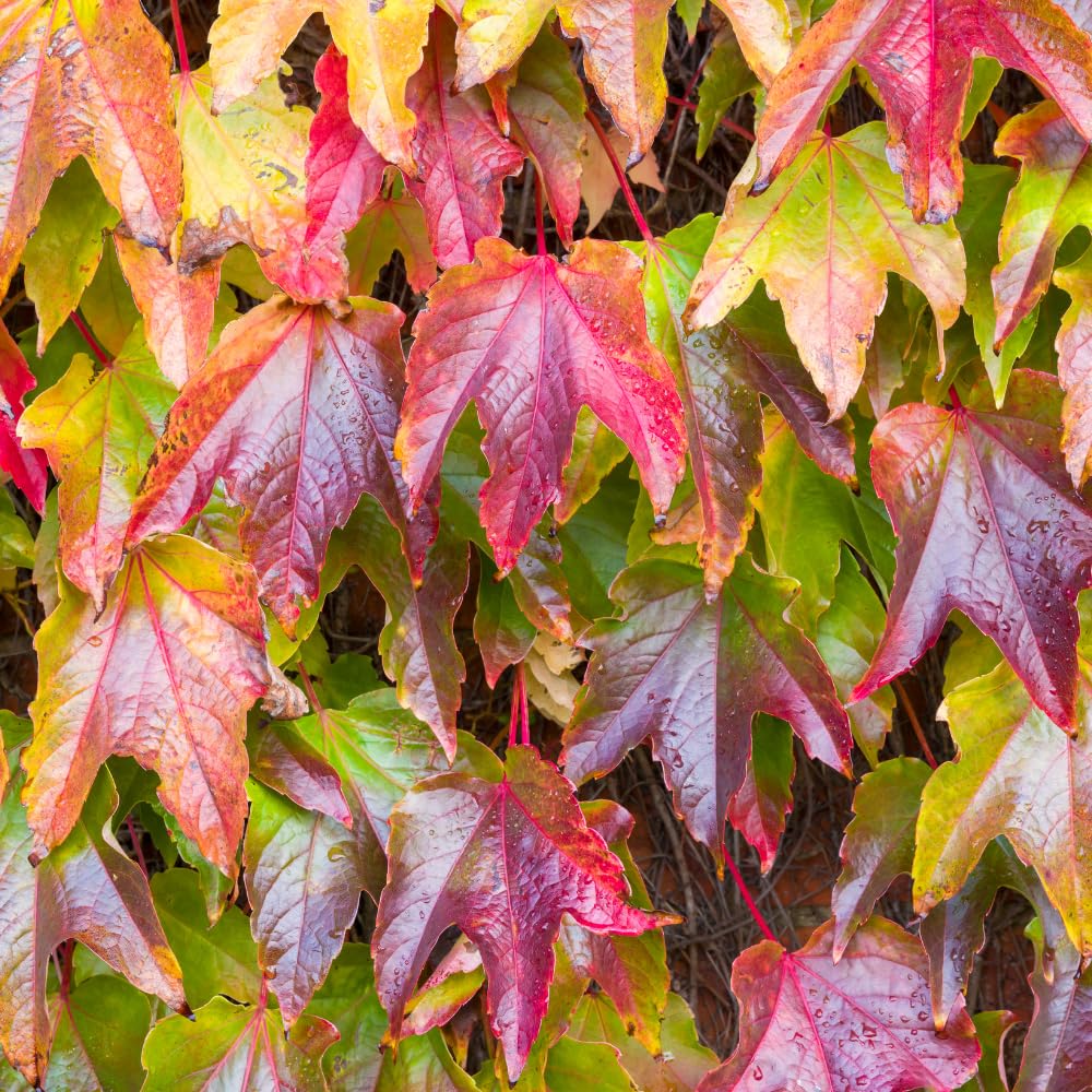 Live Boston Ivy Plant Climbing Ivy Starter Plant, 2.5 Inch Pot Boston Ivy Plant, Ivy Vine Plant