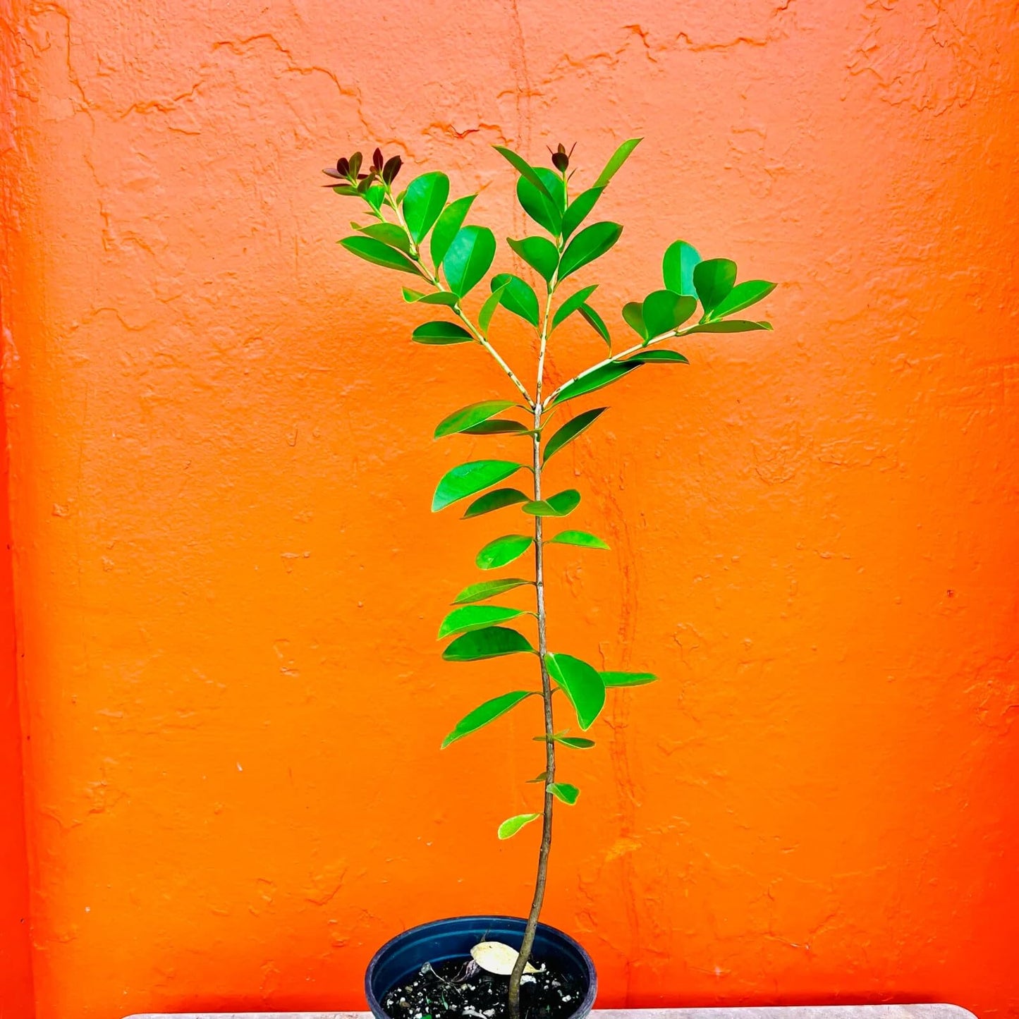 Live Plant - Strawberry Yellow Guava Tropical Fruit Tree