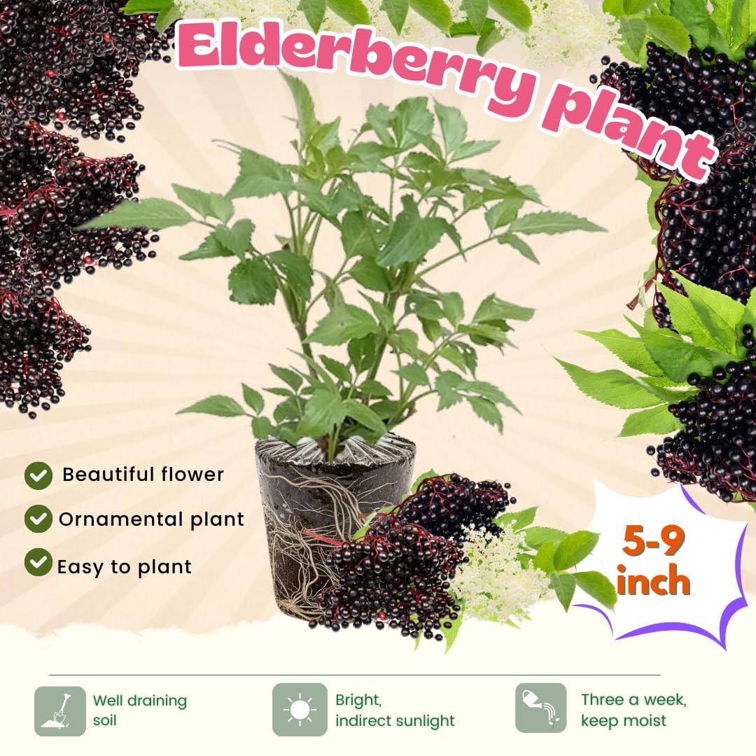 2 Elderberry Bushes Live Plants, 9 Months Old 5-9" in Tall Seedling, Elderberry Plants Live for Planting, Cold Hardy, Zones 3-8