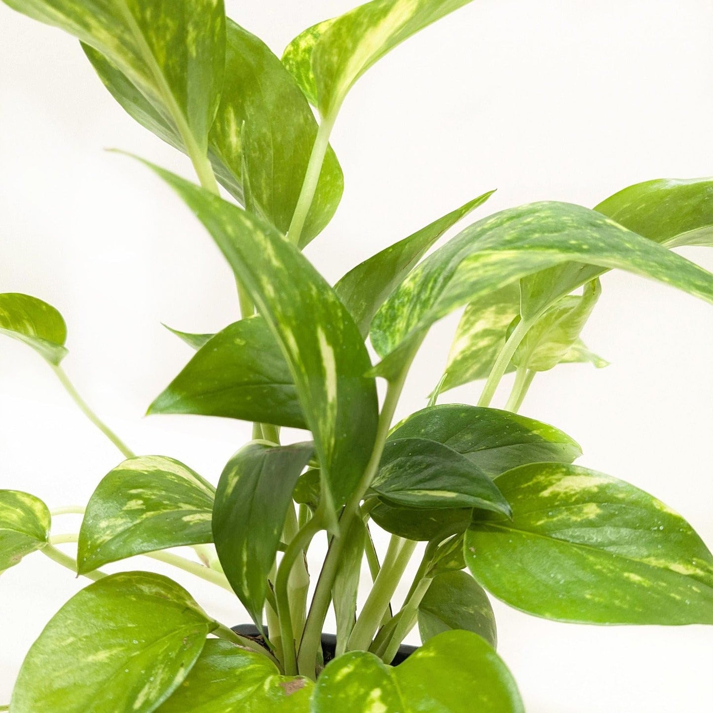 Pothos 'Golden' | Live Plant for Indoor & Outdoor | for Living Room, Office, Bathroom | (3" Pot)