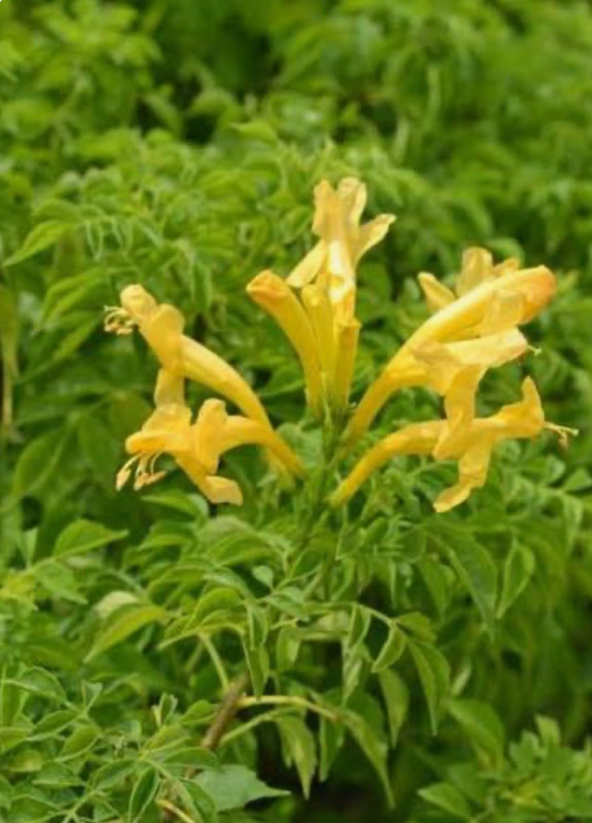 Live Plant - Cape Town Yellow Tecomariasmall Rooted Starter Planthummingbird Heaven