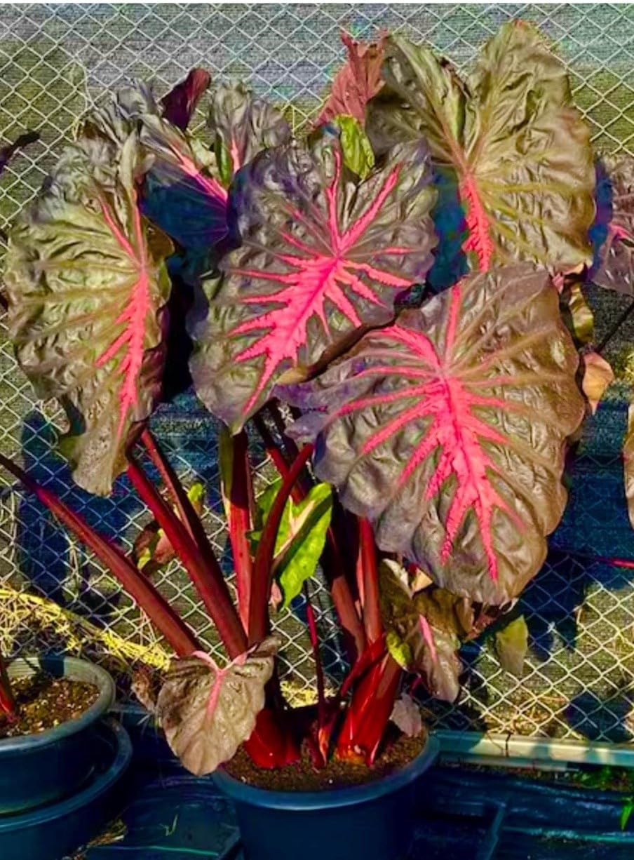 Live Plant - Colocasia esculenta- Elephant Ear - Small Rooted Starter Plant