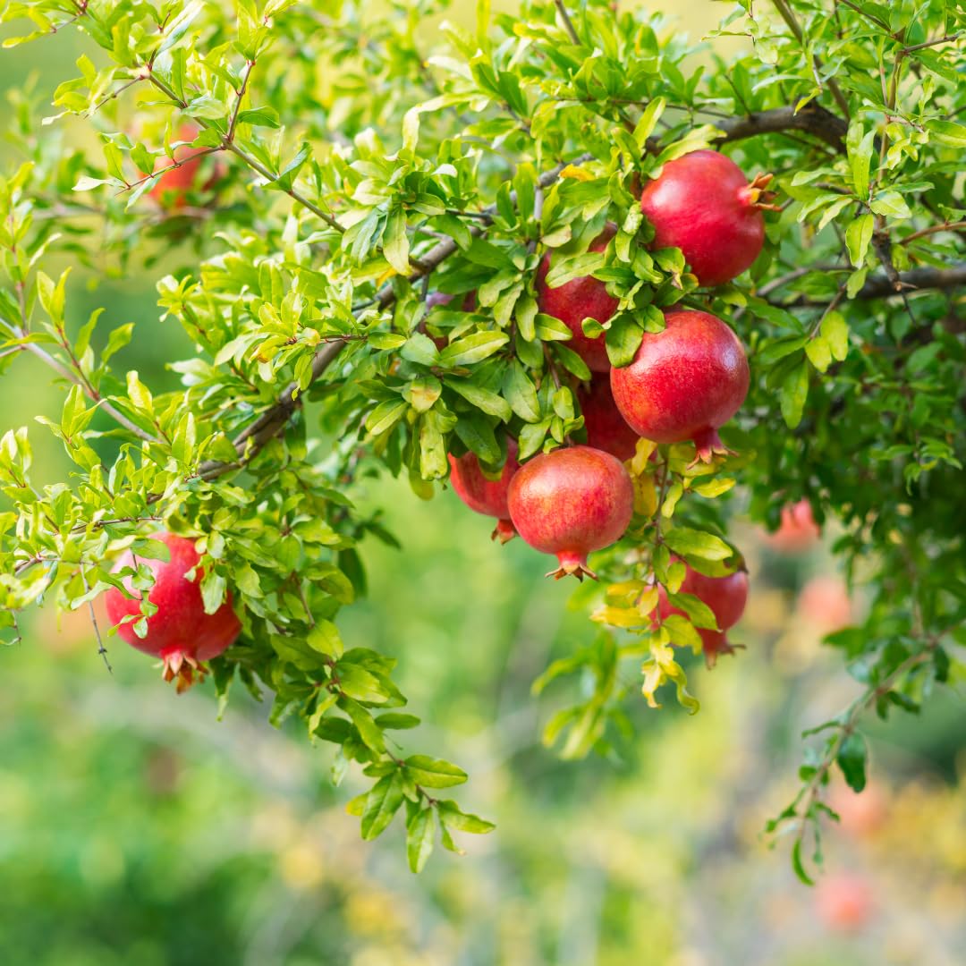 Sweet Pomegranate Tree Live Plant, Red Wonderful Pomegranate Tree Zone 8 to 11, Size 8 to 10 Inch Tall