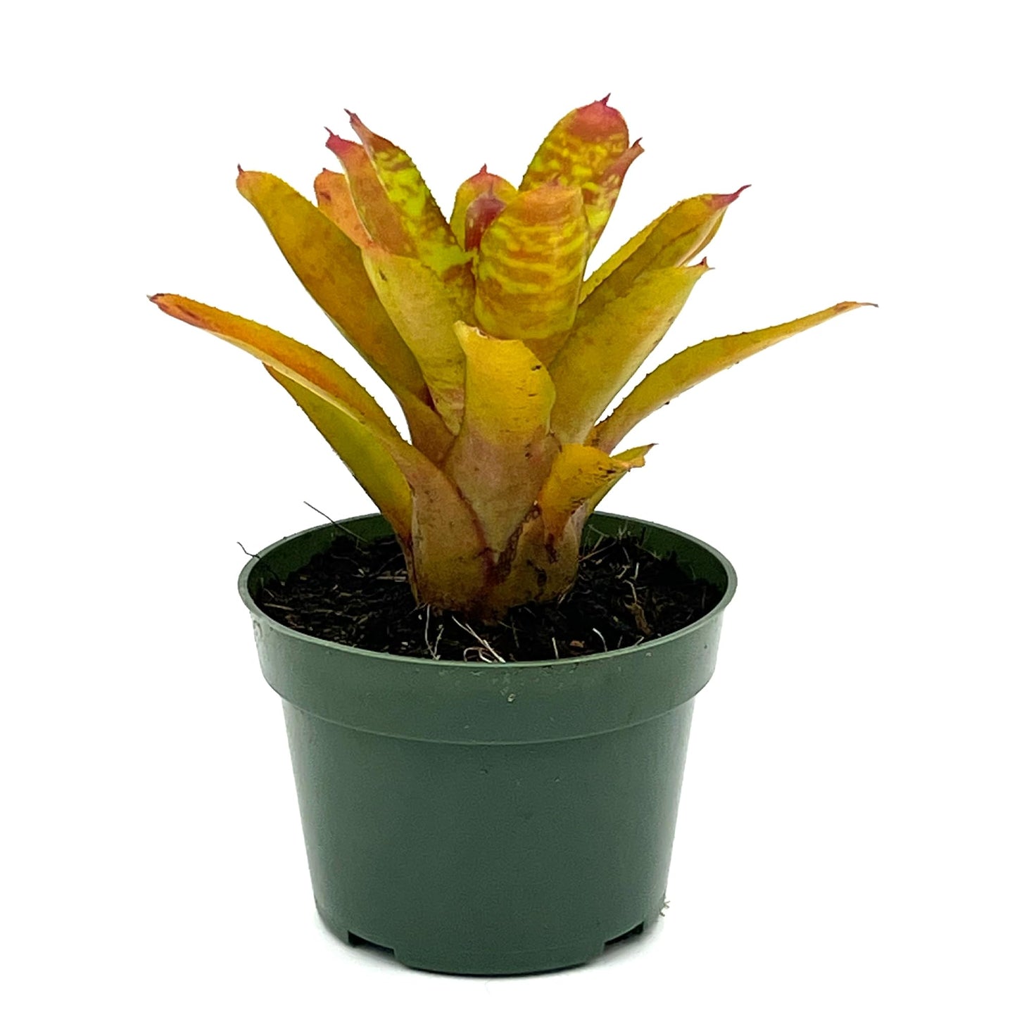 ragnaroc Live Plants – Bromeliad Neoregelia Clementine, 4-8" in 4" Pot - 1ct - Live Arrival Guaranteed - House Plants for Home Decor & Gift