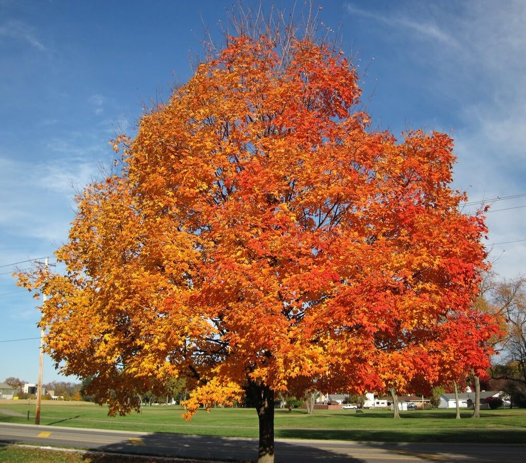 Live Plant - 2 Sugar Maple Trees - Live Plants - 10-18" Tall - Quart Pots - Acer Saccharum