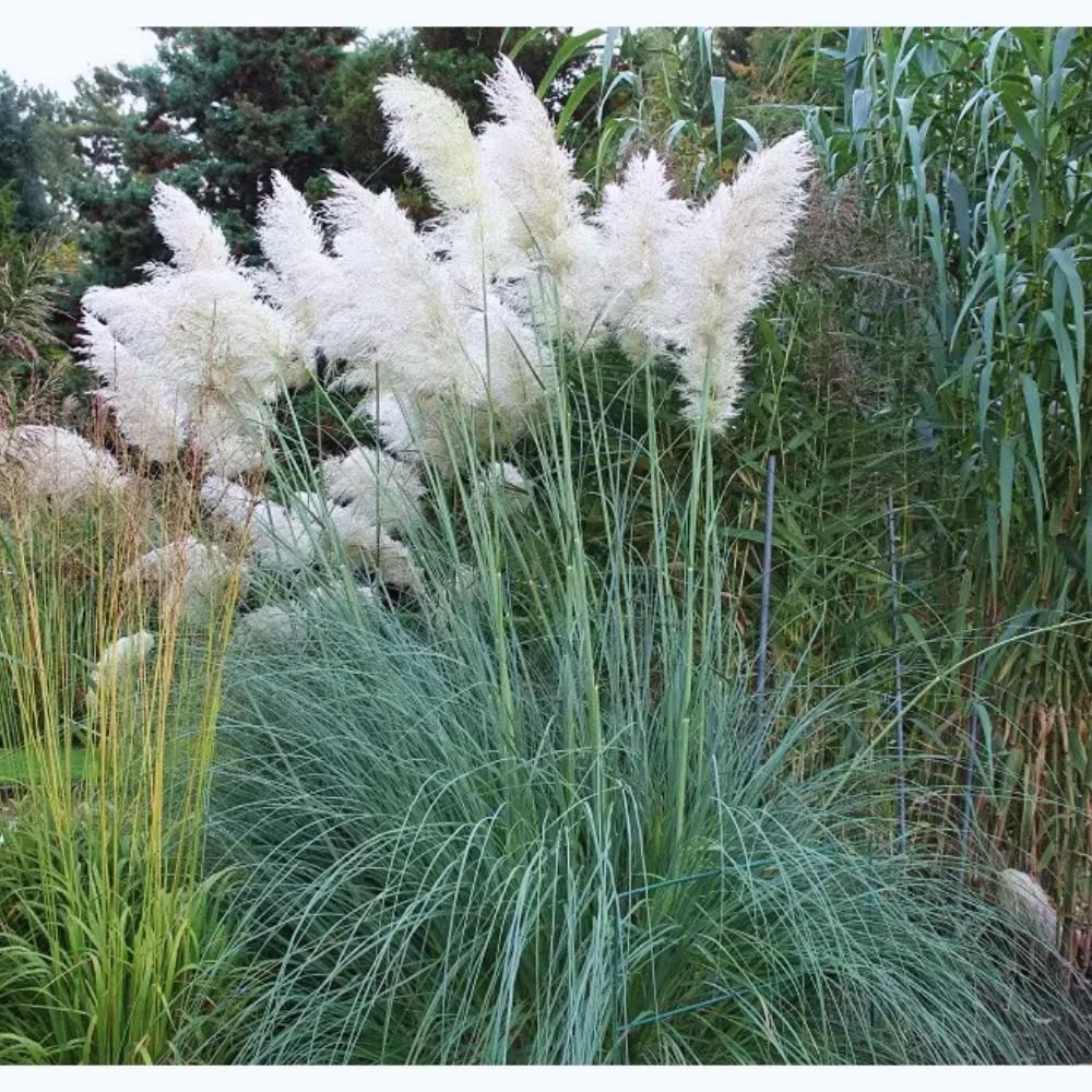 White Pampas Grass Plant Live, 4'' Potted, Perennial Ornamental Pampas Grass Live Plant, 4 to 7 Inc