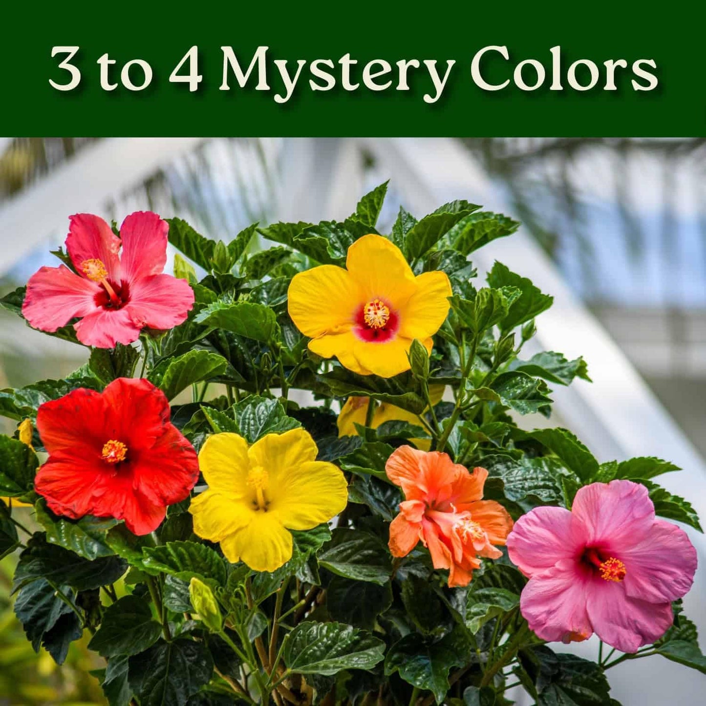 Braided Hibiscus Tree - Mixed (3 to 4 Flower Colors) - Overall Height 36" to 42" - Tropical Plants of Florida