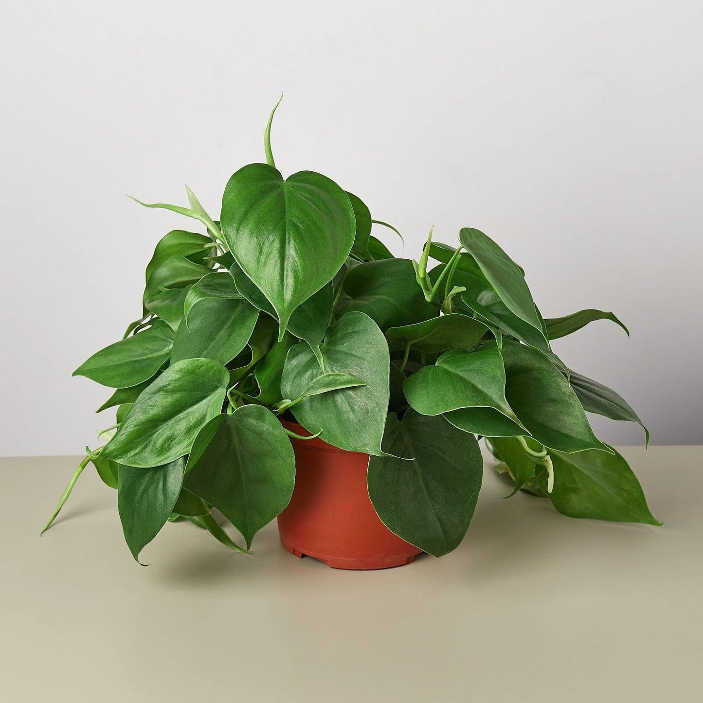 2 Pack Philodendron Cordatum Heartleaf in 3in Pot - Live Plants Tropical Houseplants | Variegated | USA Growers | The Snobby Leaf