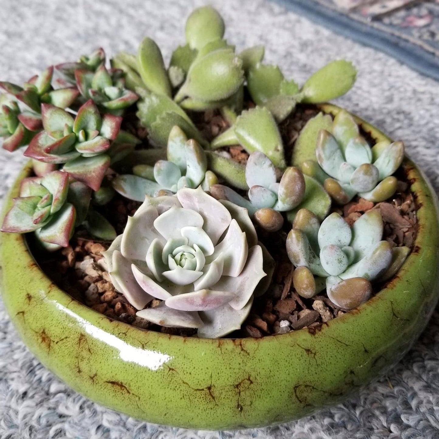 Succulent Pots, 1 Rectangle Planter + 1 Ceramic Bonsai Pot with Drain Tray, 2 Pack Large Shallow Succulent Planters for Indoor Plants, Round Cactus Flower Plant Pot for Desk Windowsill Decor