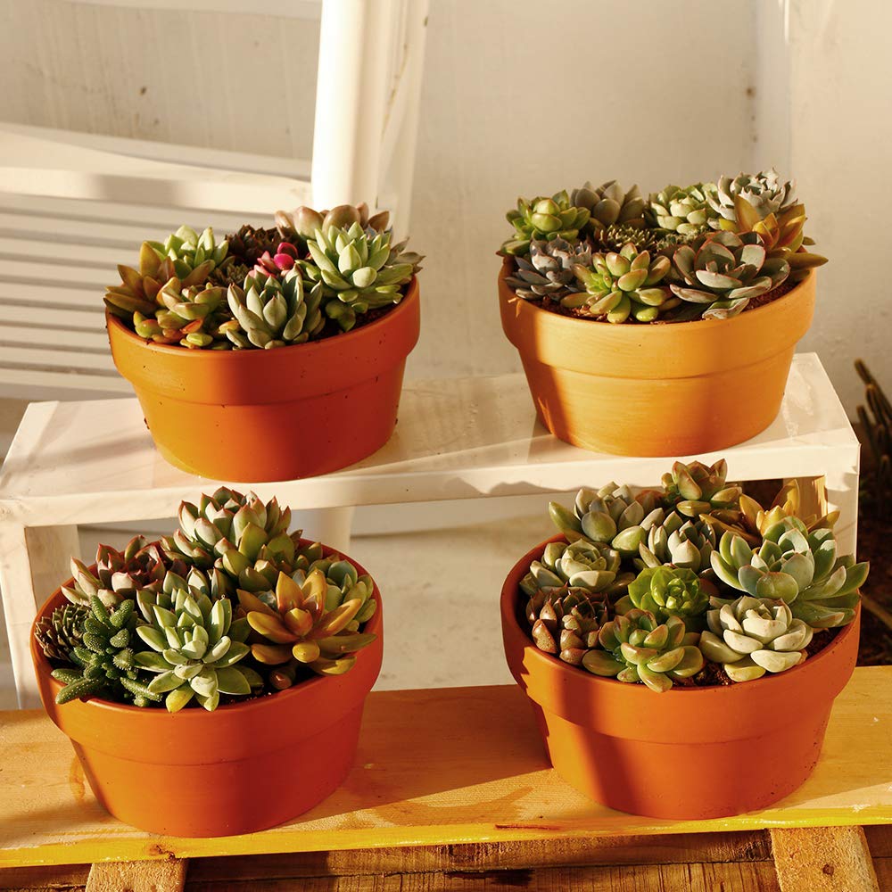 Yishang Terracotta Shallow Planters for Succulent - 7 Inch Cactus Plant Containers Indoor Garden Bonsai Pots with Drainage Hole - Set of 4, Unglazed Clay Ceramic Pottery Planter
